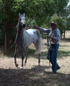 Simeon Saadli - straight Egyptian stallion