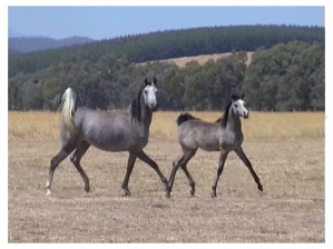 Undurra Monalisa and foal Undurra Mia  
