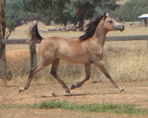 Undurra Max -Undurra endurance arabian in Tasmania, Australia
