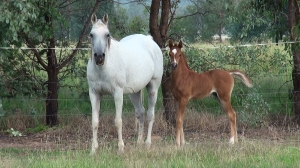 Undurra Angelique with colt foal