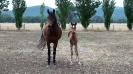 Undurra Kiraa   Straight Egyptian mare and her 2016 filly by Simeon Shiur