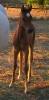 Undurra colt foal available for sale
