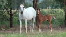 Undurra Angelique and foal Undurra Bojangles