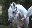 Undurra Savannah -pretty mare with sound conformation