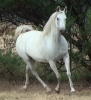 Undurra Savannah -black/grey mare available for purchase