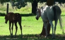 Mare and foal at Undurra