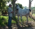 Undurra Alissa- one of our lovely mares