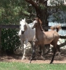 Undurra Angelique and Santiago 2014 foal