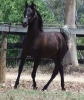 Undurra Lyrical Amir -yearling black colt