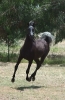 Undurra Lyrical Amir -black colt available for purchase