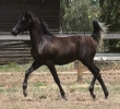 Undurra Lyrical Amir- Egyptian Russian black colt