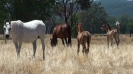 Undurra mares and foals