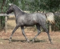 Undurra Matilda - black/grey yearling filly