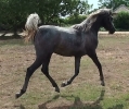 Undurra Matilda- black/grey yearling filly for sale
