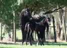 Undurra Satine and 2017 foal