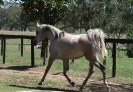 Undurra Serine -young endurance filly