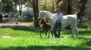 Undurra Angelique and 2014 colt foal