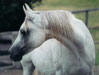 Click to enlarge; Ralvon Quiseet 1982 Australian Top 10 mare
