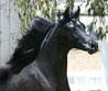 Click to enlarge; Undurra Sharif - black straight Egyptian colt exported to Europe