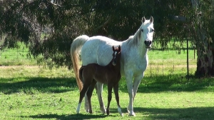 Undurra Angelique- a super broodmare